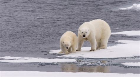 Are There Polar Bears In Antarctica? | Aurora Expeditions