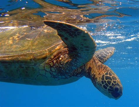 Best Summer Snorkeling At Kauai's Tunnels Beach | Kauai.com