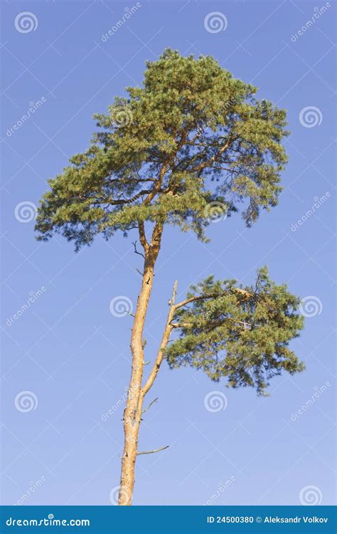 Dying pine tree stock photo. Image of foliage, background - 24500380