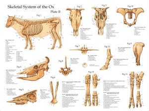 Cow Anatomy Posters