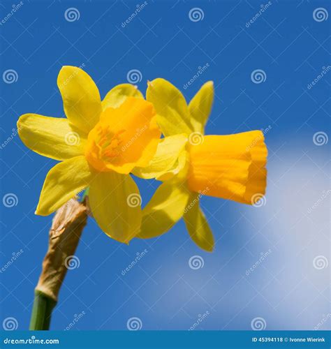 Yellow daffodil stock photo. Image of bulb, spring, sunny - 45394118