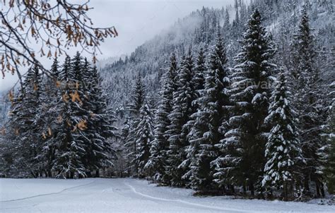 Road through moody snowy pine forest in winter, snow fall Stock Photo ...