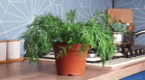 Growing Dill in Pots: A Beginner’s Guide (2023) – SeedAndSprouts