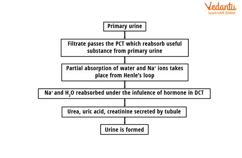 Mechanism of Urine Formation - Important Concepts for NEET