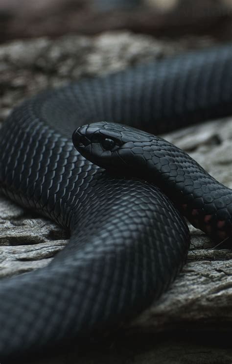 Black Mamba Snake 3D Android Full HD Wallpapers - Wallpaper Cave