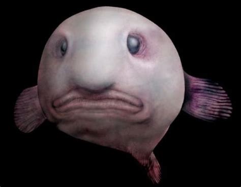 Blobfish: Facts, Pictures & Information | Bizarre animals, Deep sea ...