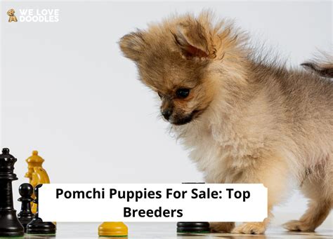 Pomchi Puppies For Sale: Top 4 Breeders! (2023) - We Love Doodles