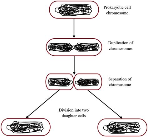 7 Bacterial cell division. | Download Scientific Diagram