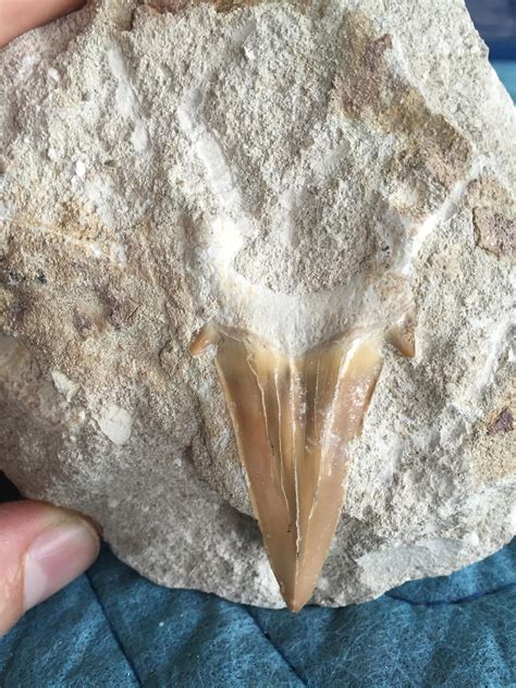 GF found Amazing Shark Tooth in Dallas, TX. Any Information? : r/fossilid