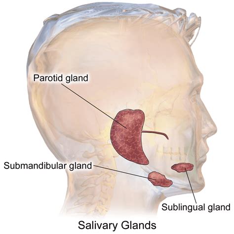 Sublingual gland - Wikiwand