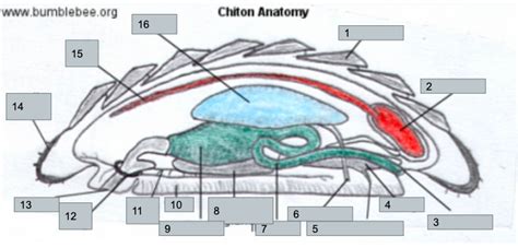 Chiton Anatomy Diagram | Quizlet