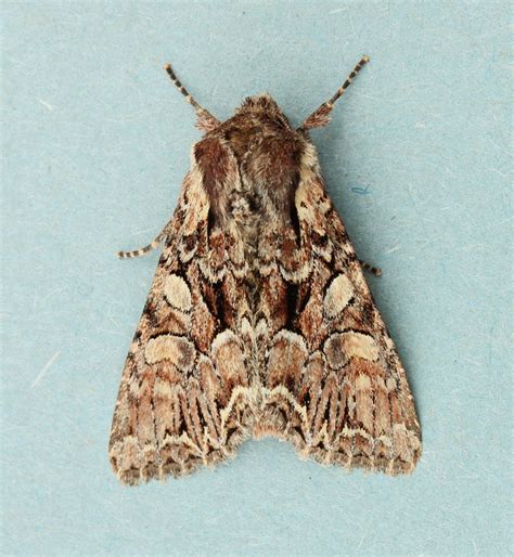 Ceredigion Moths: Pale-shouldered Brocade