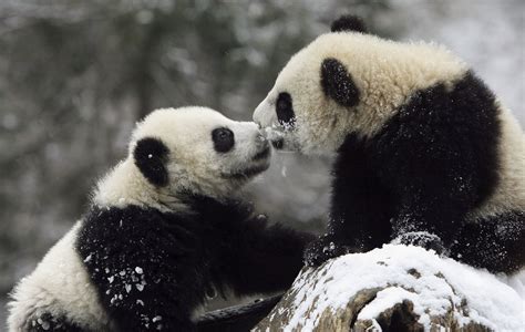 Two Giant Panda cubs kissed on a snowy rock. | Let It Snow! These Pics of Animals Playing Will ...