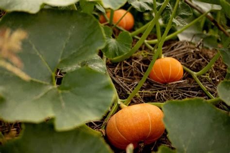 How to Identify and Treat 5 Pumpkin Diseases - Minneopa Orchards