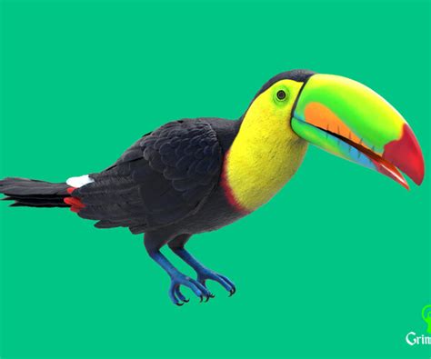 ArtStation - Keel-billed Toucan | Resources