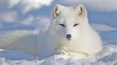 What Do Arctic Foxes Eat? - A-Z Animals