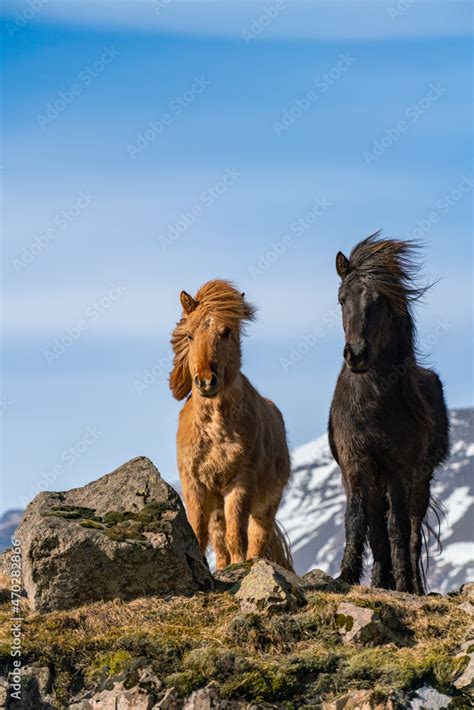 Icelandic horses. The Icelandic horse is a breed of horse created in Iceland Stock Photo | Adobe ...