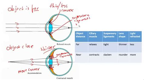 Accomodation in the eye (focussing) for IGCSE Biology - YouTube