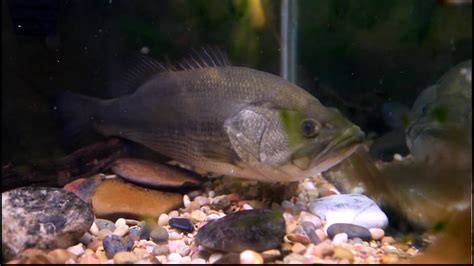 Largemouth Bass eats a Bluegill in an Aquarium - YouTube