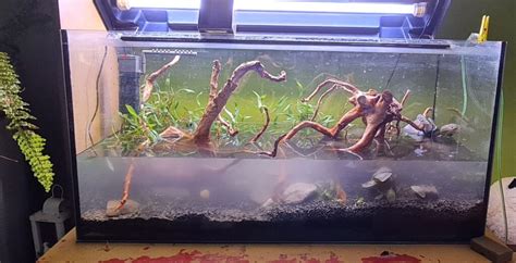 How to add live plants to your aquarium? - Setup Fish Tank