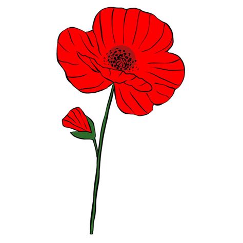 How to Draw an Easy Poppy Flower - Easy Drawing Tutorial For Kids