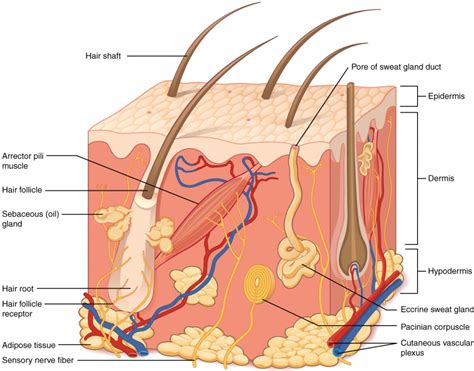 Layers of the Skin | Anatomy and Physiology