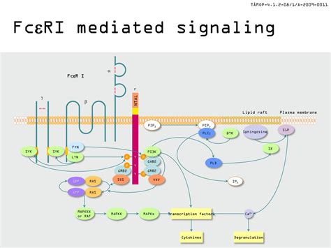 PPT - Fcε receptor signaling PowerPoint Presentation, free download - ID:1900389