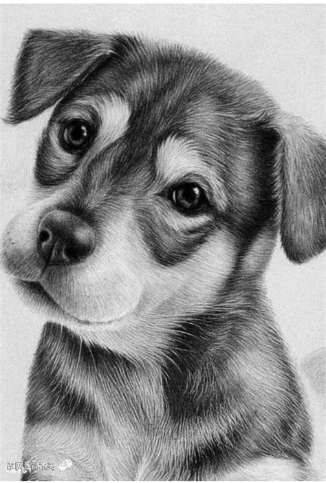 How to draw animals - inspiration and step-by-step tutorials