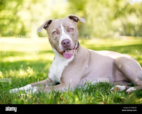 A tan and white Pit Bull Terrier mixed breed dog lying in the grass with a happy expression ...