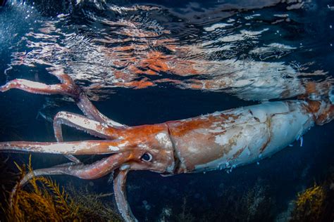 Watch Extremely Rare Footage of Giant Squid With 'Thick Arms': 'Terrified' - Newsweek