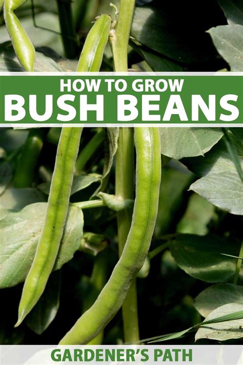 How to Grow Bush Beans | Gardener’s Path