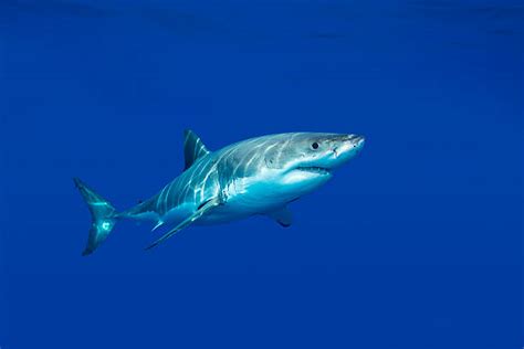 Shark Gills Stock Photos, Pictures & Royalty-Free Images - iStock