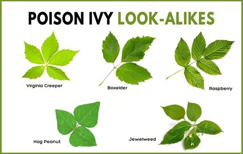 How to Identify Poison Ivy [Illustrated Guide] – Greenbelly Meals