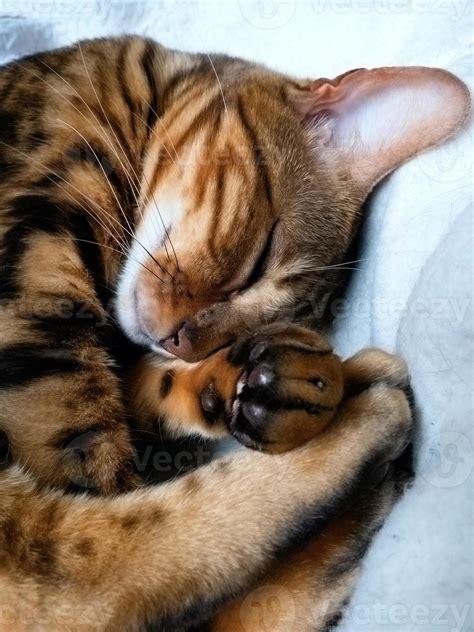 Bengal cat: Bengal cat sleeping taken at home 843147 Stock Photo at ...