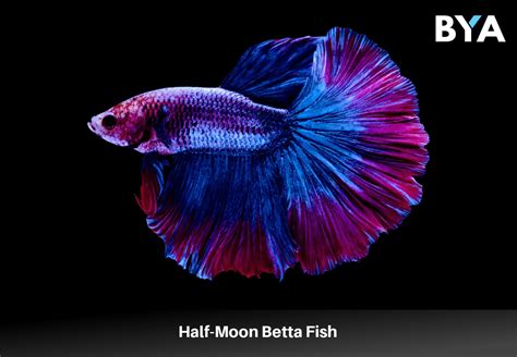 The Half-Moon Betta Fish