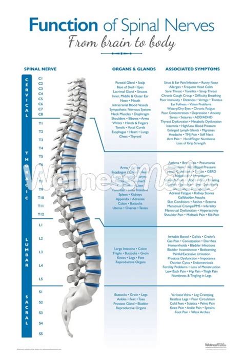 Chiropractic Spinal Nerve Poster