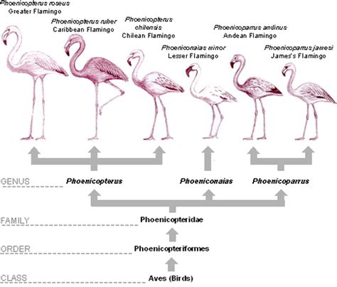 Part 3 - FlamiNgos