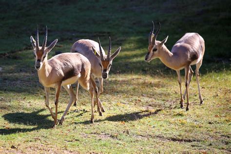 Reid Park Zoo Welcomes a Herd of Speke’s Gazelle | Reid Park Zoo