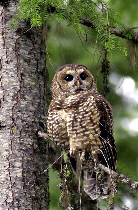 Endangered listing eyed for spotted owl | The Spokesman-Review