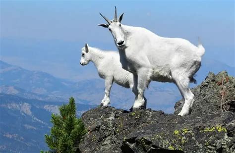 Mountain Goat - Description, Habitat, Image, Diet, and Interesting Facts