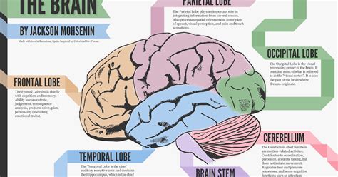 Brain Lobes ~ AP Psychology