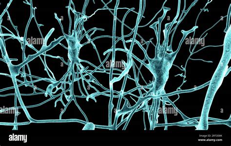 Neurons (nerve cells) located in the pons Varolii of the human brain ...