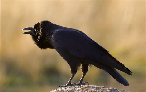 Forest raven - Alchetron, The Free Social Encyclopedia