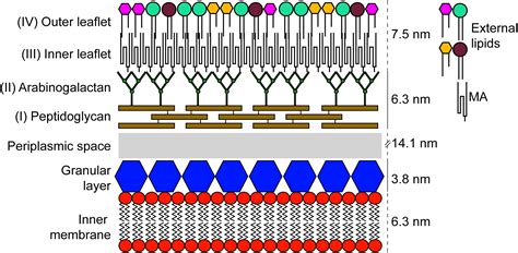 Tuberculosis Bacteria Structure