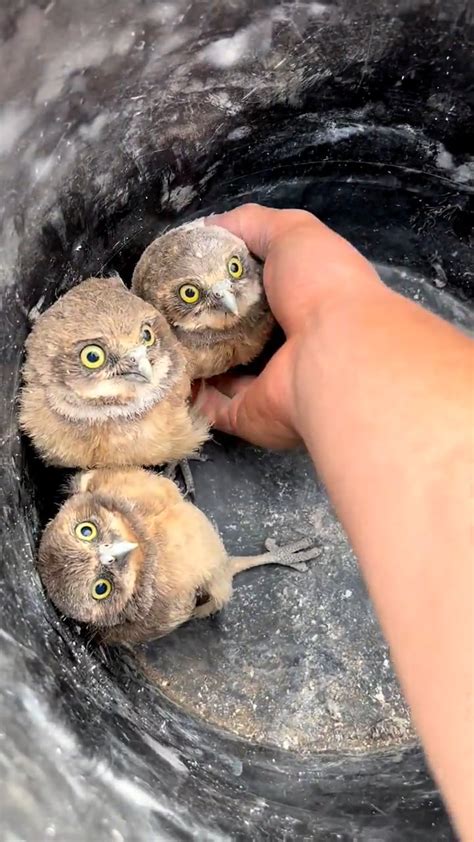 Wildlife conservationist placing baby burrowing owls back in their burrow. : r/Damnthatsinteresting