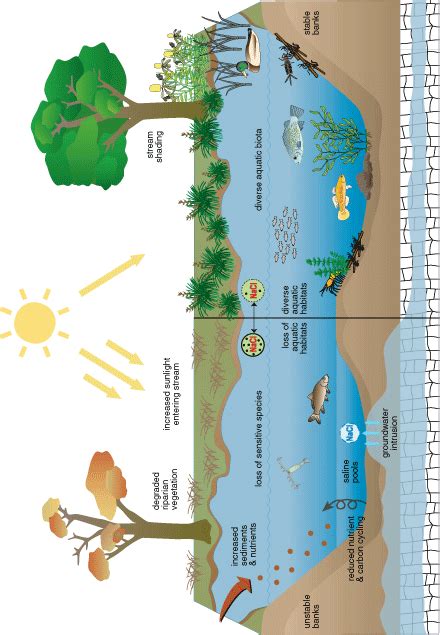 Freshwater Ecosystem Diagram