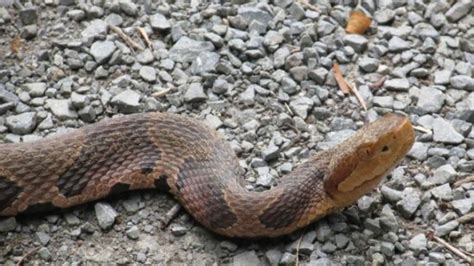 Copperhead sightings on the rise across NC this year