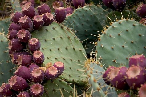 Growing Prickly Pear - Prickly Pear Plants In The Home Garden