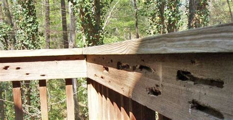 Carpenter Bee Infestation: Signs & Removal Steps | Best Bee Brothers