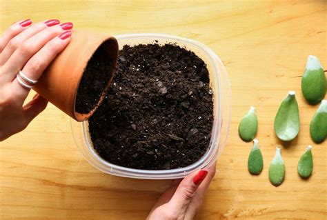 How to Propagate a Jade Plant: 3 Effective Methods